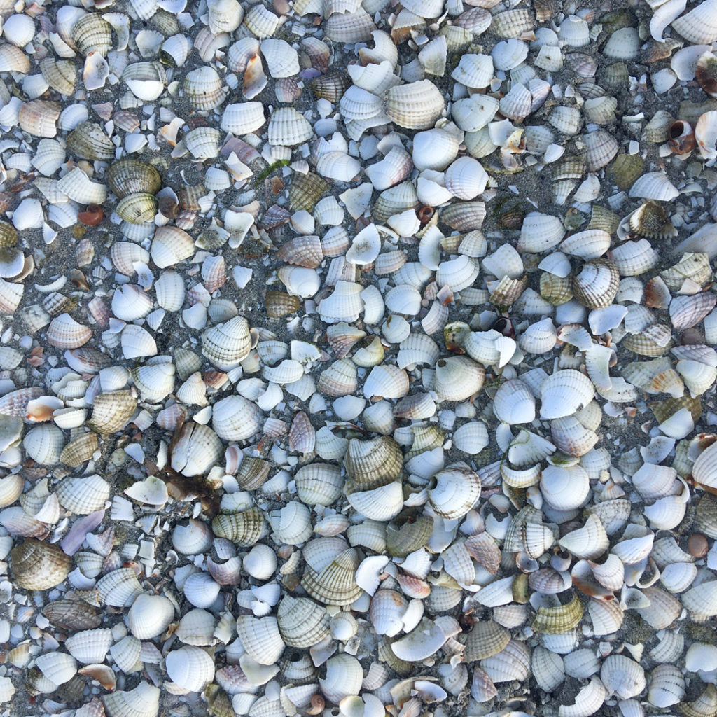 cockle shells on beach traigh mhor isle of barra outer hebrides