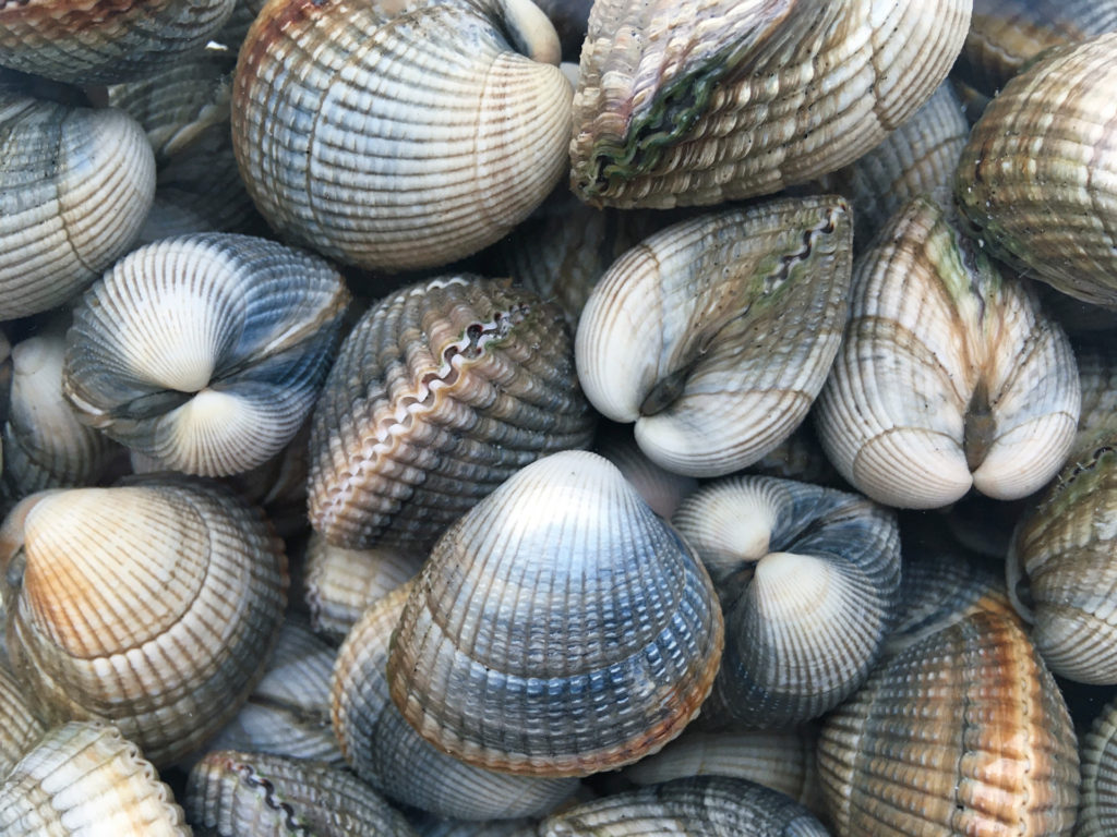 cockle close up traigh mhor isle of barra outer hebrides