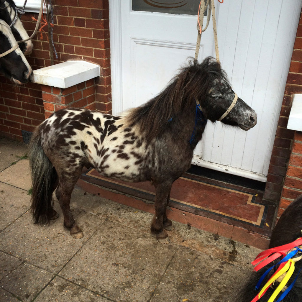 brown and white small horse wickham horsefair hampshire