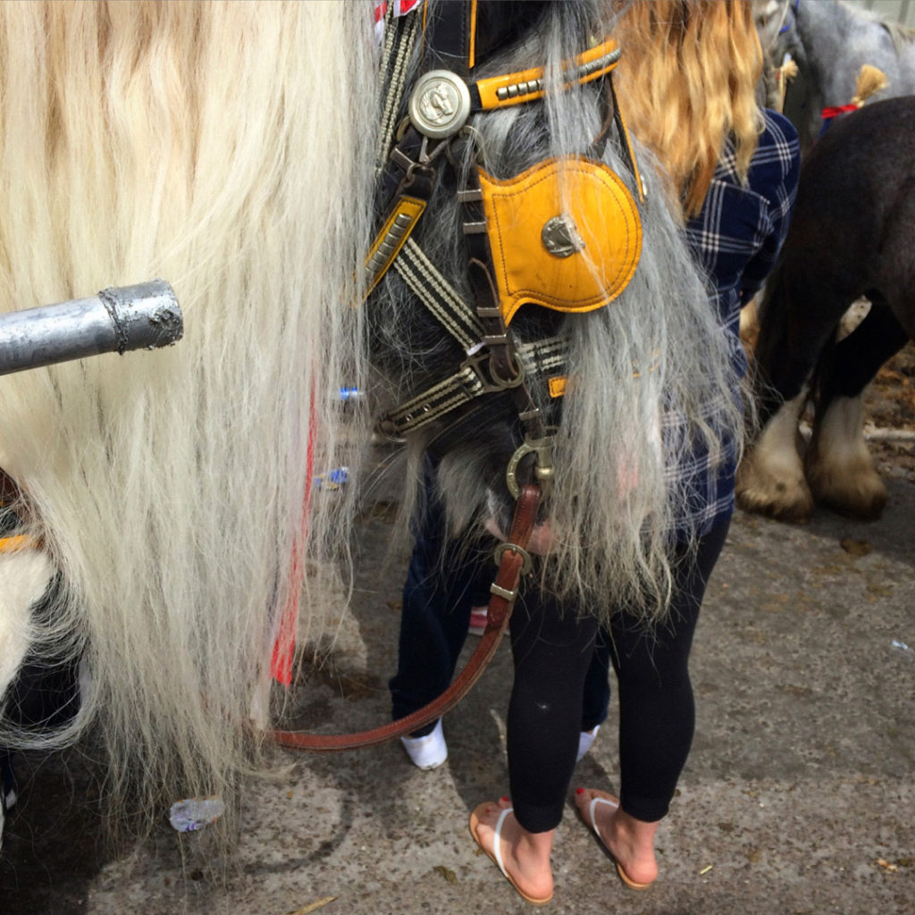 yellow horse blinkers wickham horsefair