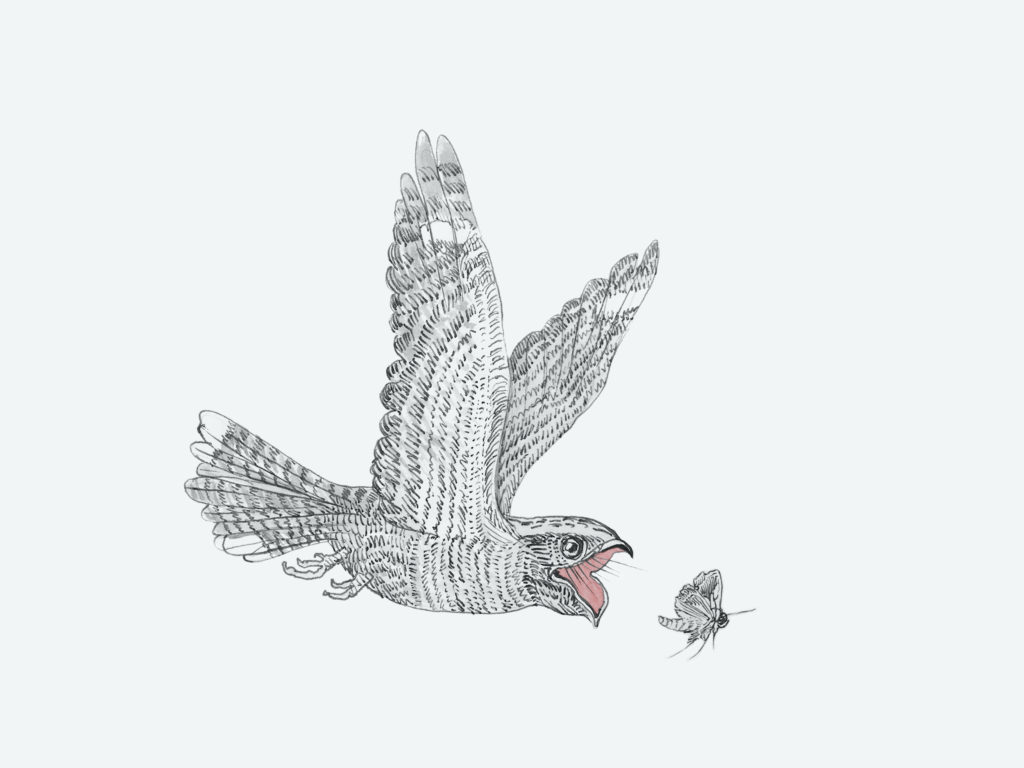 nightjar hand drawn illustration rachel thorlby