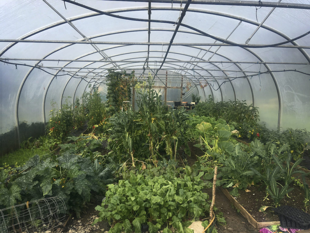 polytunnel vegetables