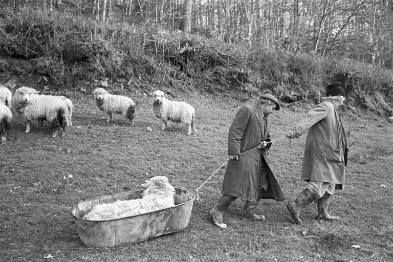 James Ravilious Sick Ram