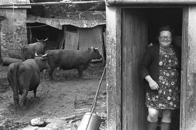 James Ravilious Olive Bennett Cows