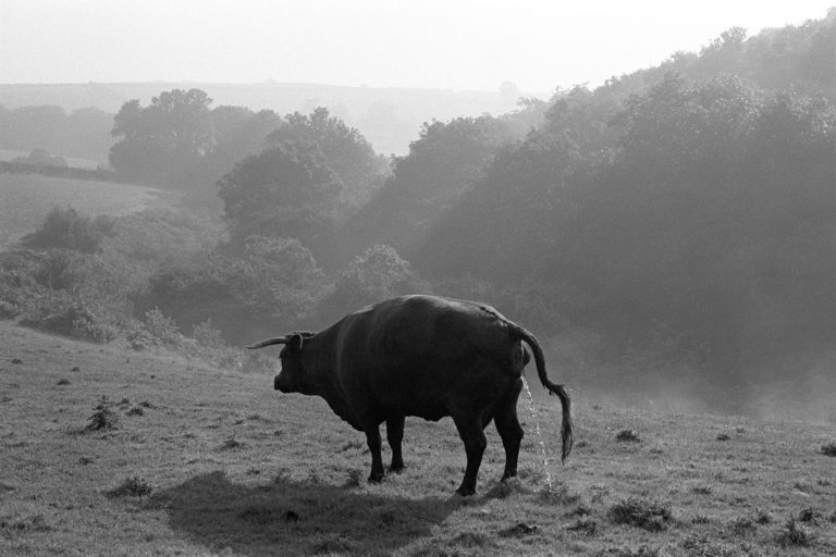 James Ravilious Cow Pissing